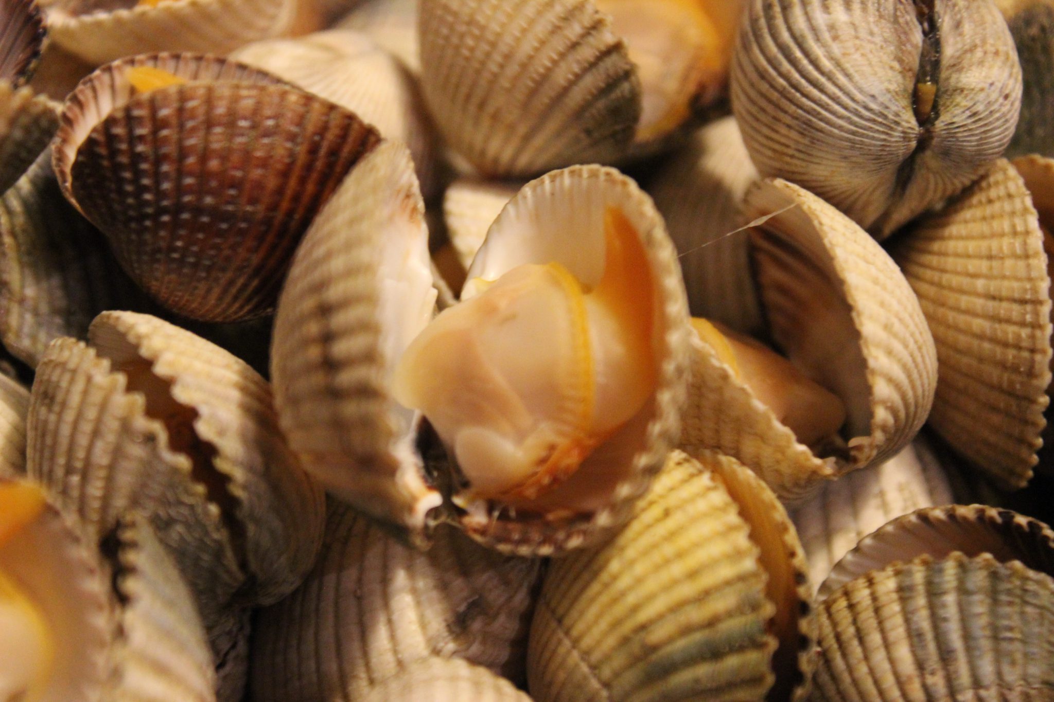 Berberechos al Natural de Galicia 25/35 piezas por lata | Alimentación