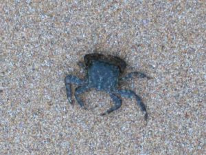 FOTOGRAFIAS DE LA PLAYA DE BERRIA EN SANTOÑA CANTABRIA (13)