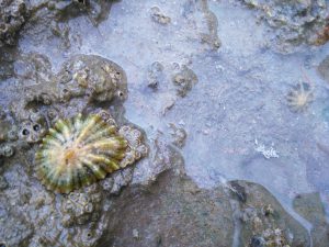 FOTOGRAFIAS DE LA PLAYA DE BERRIA EN SANTOÑA CANTABRIA (37)