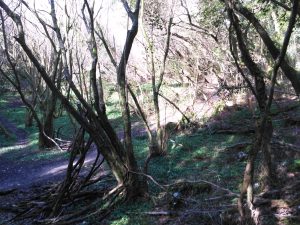 FOTOS DE LA SUBIDA AL MONTE BUCIERO DE SANTOÑA LA CRUZ DE LOS ALMENDROS (6)