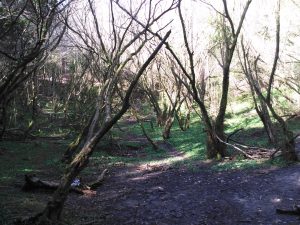 FOTOS DE LA SUBIDA AL MONTE BUCIERO DE SANTOÑA LA CRUZ DE LOS ALMENDROS (7)