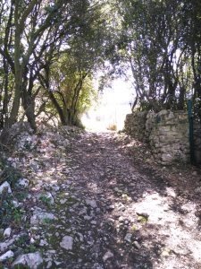 FOTOS DE LA SUBIDA AL MONTE BUCIERO DE SANTOÑA LA CRUZ DE LOS ALMENDROS (83)