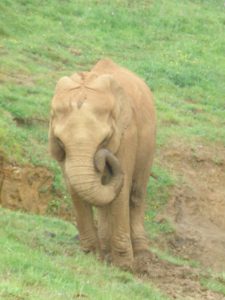 fotos de animales salvajes de cabárceno