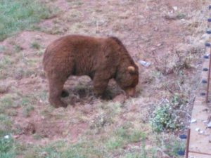 LAS MEJORES FOTOS DE OSOS EN LIBERTAD DEL PARQUE DE LA NATURALEZA DE CABARCENO CANTABRIA Y SUS OSEZNOS VIAJES (1)