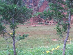 LAS MEJORES FOTOS DE OSOS EN LIBERTAD DEL PARQUE DE LA NATURALEZA DE CABARCENO CANTABRIA Y SUS OSEZNOS VIAJES (10)