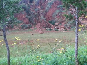 LAS MEJORES FOTOS DE OSOS EN LIBERTAD DEL PARQUE DE LA NATURALEZA DE CABARCENO CANTABRIA Y SUS OSEZNOS VIAJES (11)