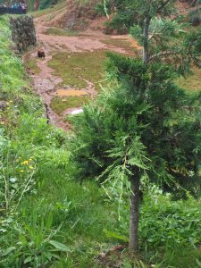 LAS MEJORES FOTOS DE OSOS EN LIBERTAD DEL PARQUE DE LA NATURALEZA DE CABARCENO CANTABRIA Y SUS OSEZNOS VIAJES (12)