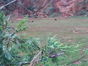 LAS MEJORES FOTOS DE OSOS EN LIBERTAD DEL PARQUE DE LA NATURALEZA DE CABARCENO CANTABRIA Y SUS OSEZNOS VIAJES (14)