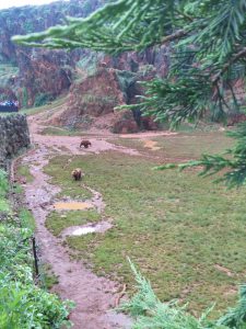 LAS MEJORES FOTOS DE OSOS EN LIBERTAD DEL PARQUE DE LA NATURALEZA DE CABARCENO CANTABRIA Y SUS OSEZNOS VIAJES (15)