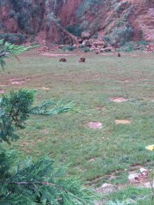 LAS MEJORES FOTOS DE OSOS EN LIBERTAD DEL PARQUE DE LA NATURALEZA DE CABARCENO CANTABRIA Y SUS OSEZNOS VIAJES (16)