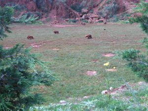 LAS MEJORES FOTOS DE OSOS EN LIBERTAD DEL PARQUE DE LA NATURALEZA DE CABARCENO CANTABRIA Y SUS OSEZNOS VIAJES (17)