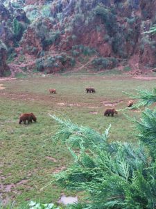 LAS MEJORES FOTOS DE OSOS EN LIBERTAD DEL PARQUE DE LA NATURALEZA DE CABARCENO CANTABRIA Y SUS OSEZNOS VIAJES (18)