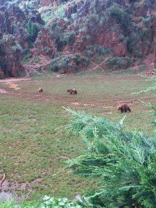 LAS MEJORES FOTOS DE OSOS EN LIBERTAD DEL PARQUE DE LA NATURALEZA DE CABARCENO CANTABRIA Y SUS OSEZNOS VIAJES (19)