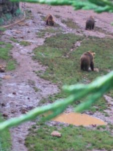 LAS MEJORES FOTOS DE OSOS EN LIBERTAD DEL PARQUE DE LA NATURALEZA DE CABARCENO CANTABRIA Y SUS OSEZNOS VIAJES (3)