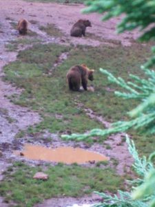 LAS MEJORES FOTOS DE OSOS EN LIBERTAD DEL PARQUE DE LA NATURALEZA DE CABARCENO CANTABRIA Y SUS OSEZNOS VIAJES (4)