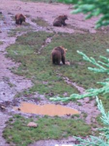 LAS MEJORES FOTOS DE OSOS EN LIBERTAD DEL PARQUE DE LA NATURALEZA DE CABARCENO CANTABRIA Y SUS OSEZNOS VIAJES (5)