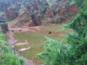 LAS MEJORES FOTOS DE OSOS EN LIBERTAD DEL PARQUE DE LA NATURALEZA DE CABARCENO CANTABRIA Y SUS OSEZNOS VIAJES (6)