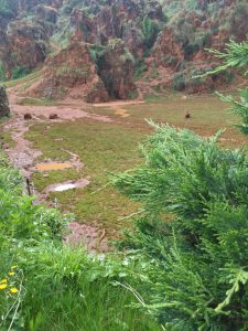 LAS MEJORES FOTOS DE OSOS EN LIBERTAD DEL PARQUE DE LA NATURALEZA DE CABARCENO CANTABRIA Y SUS OSEZNOS VIAJES (7)