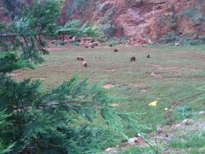 LAS MEJORES FOTOS DE OSOS EN LIBERTAD DEL PARQUE DE LA NATURALEZA DE CABARCENO CANTABRIA Y SUS OSEZNOS VIAJES (8)