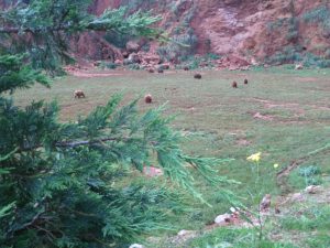 LAS MEJORES FOTOS DE OSOS EN LIBERTAD DEL PARQUE DE LA NATURALEZA DE CABARCENO CANTABRIA Y SUS OSEZNOS VIAJES (9)